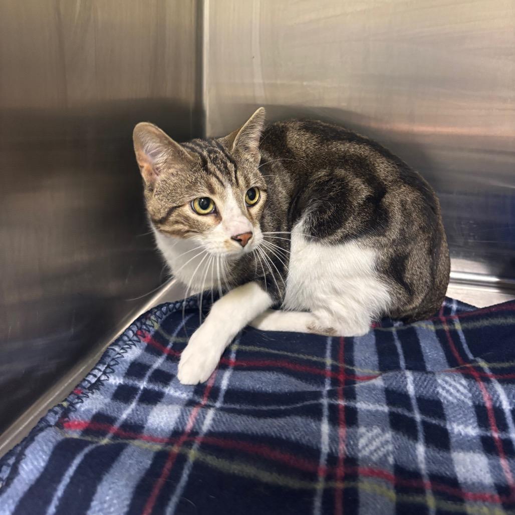 Rooster, Adoptable, Adult Male Domestic Short Hair.