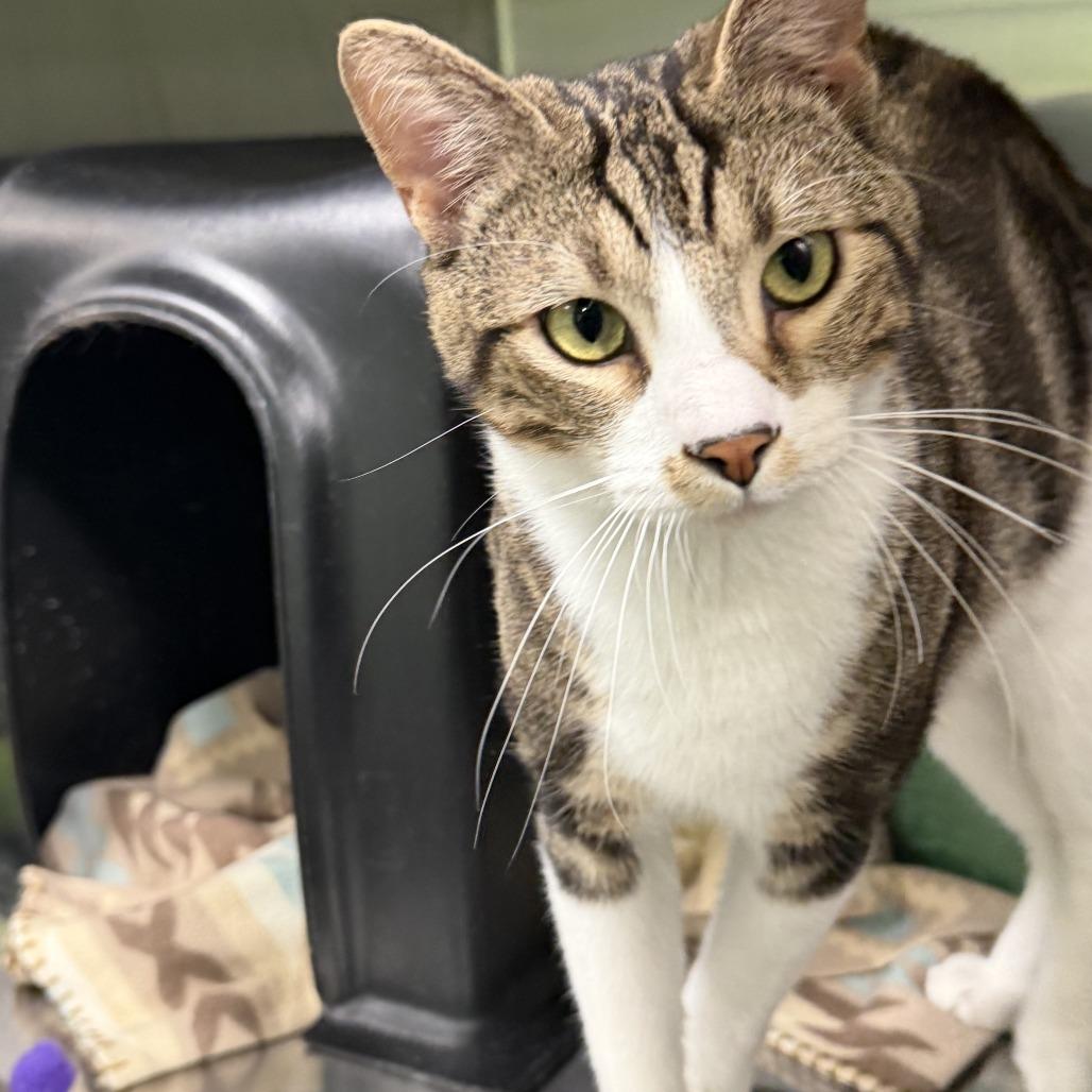 Rooster, a Adoptable Domestic Short Hair in Brookfield, MO image 2/2