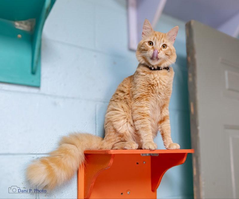 Simba, Adoptable, Adult Male Domestic Long Hair.
