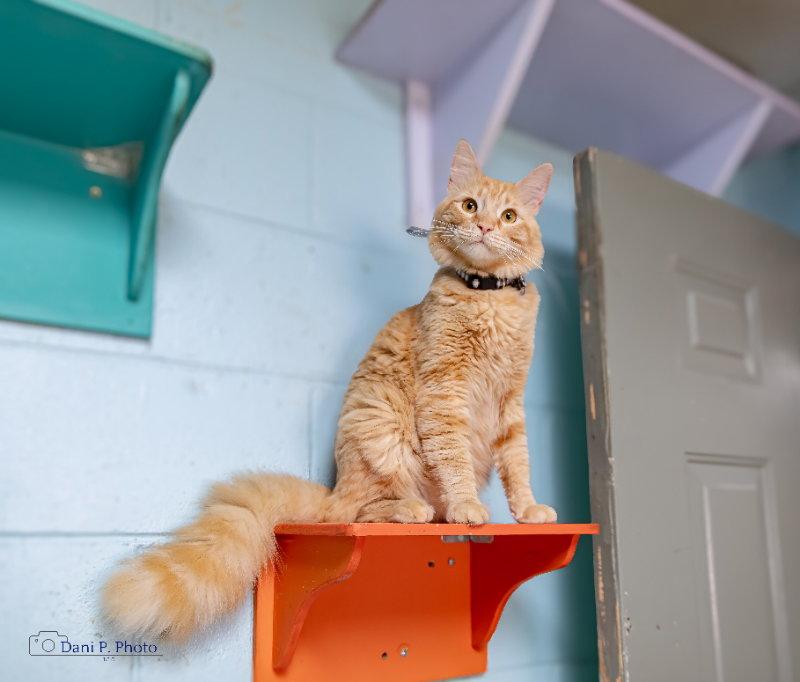 Enlarge Simba, a Adoptable Domestic Long Hair in Locust Grove, GA image 2/3