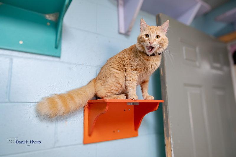 Enlarge Simba, a Adoptable Domestic Long Hair in Locust Grove, GA image 3/3