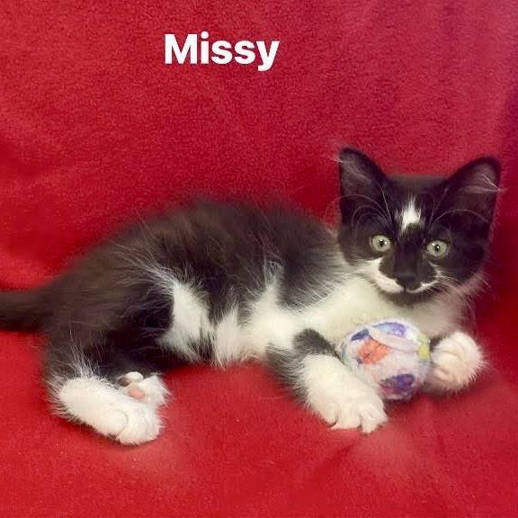 Enlarge Missy, a Adopted Domestic Medium Hair in Winchendon, MA image 1/1