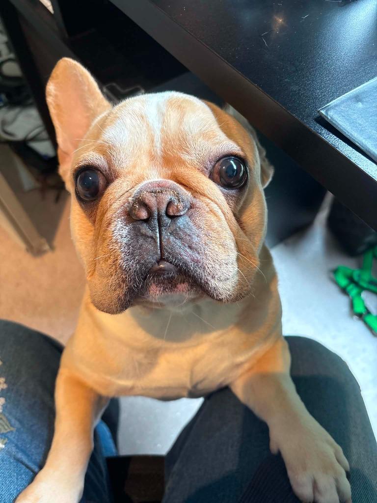 Louie, Adoptable, Young Male French Bulldog.
