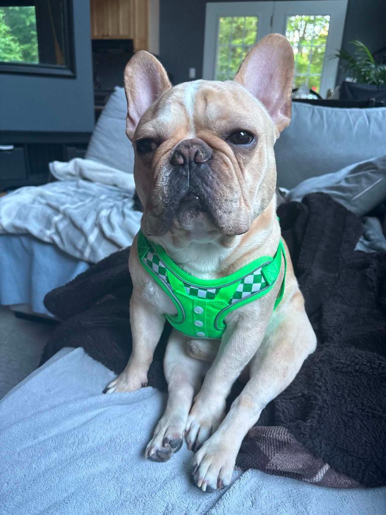Enlarge Louie, a Adoptable French Bulldog in Toronto, ON image 2/4