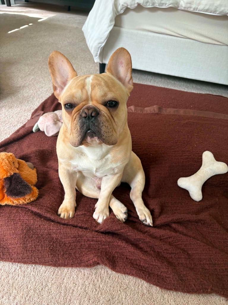 Enlarge Louie, a Adoptable French Bulldog in Toronto, ON image 3/4