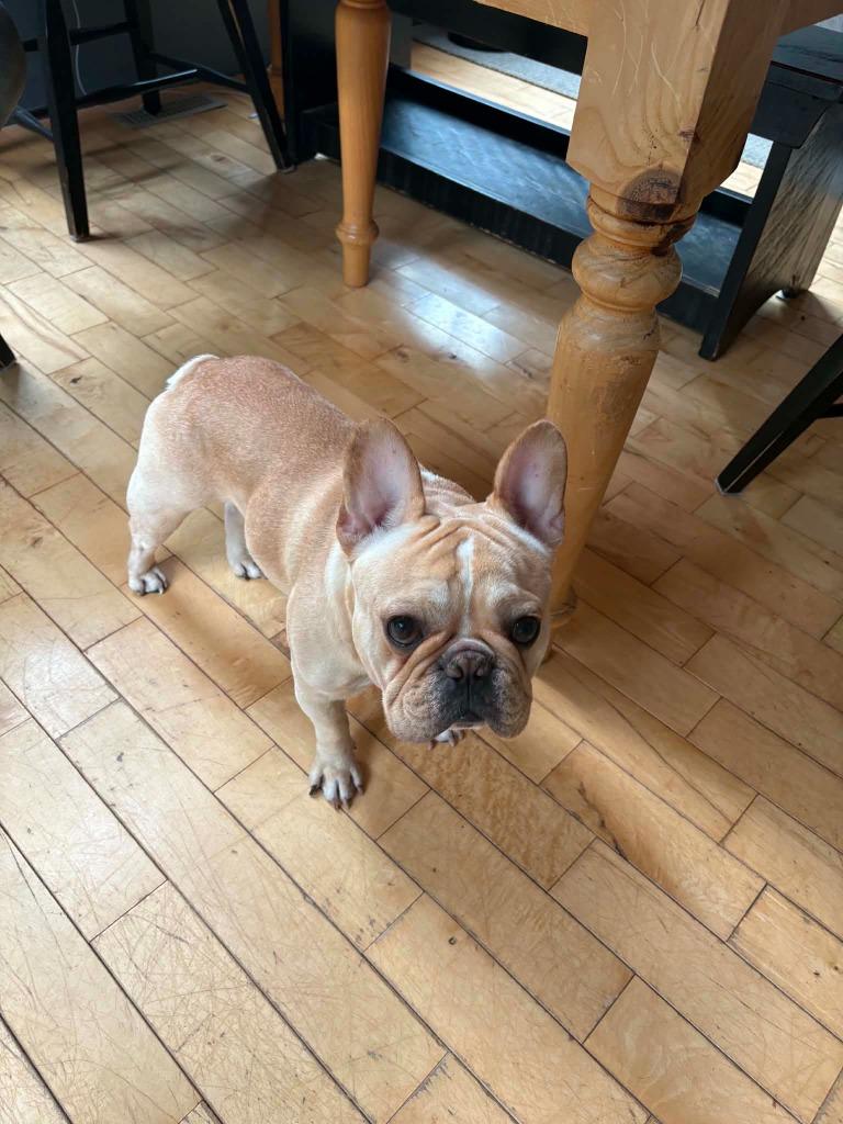 Enlarge Louie, a Adoptable French Bulldog in Toronto, ON image 4/4