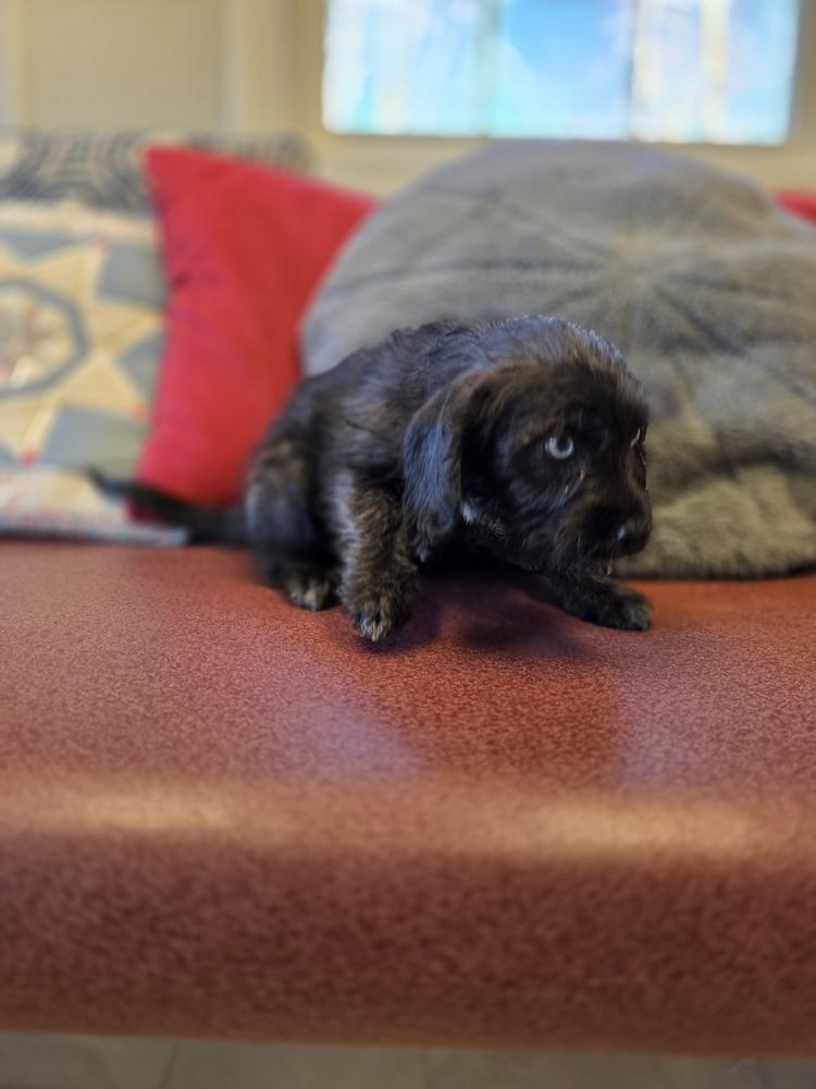 Enlarge Flower Doos : Molly (Tulip), a Adoptable mixed breed in Osgood, IN image 1/6