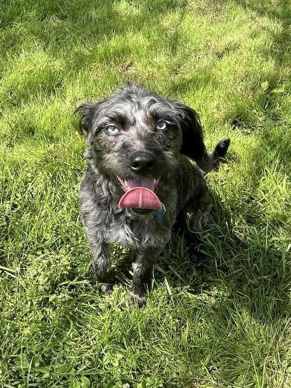 Enlarge Flower Doos : Molly (Tulip), a Adoptable mixed breed in Osgood, IN image 2/6