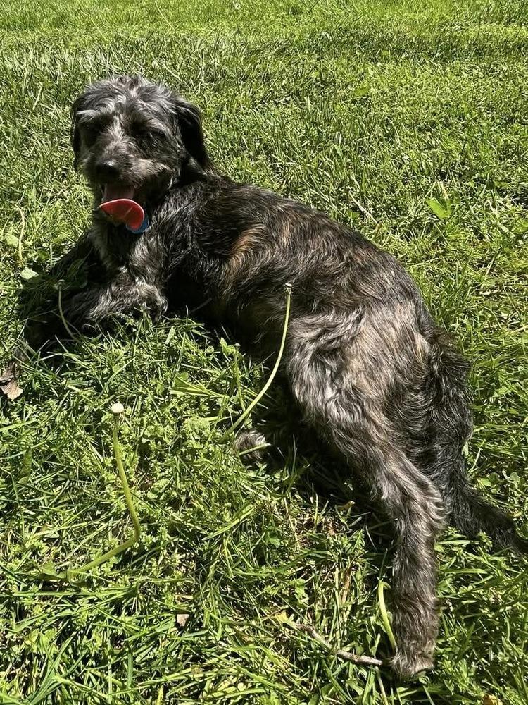 Enlarge Flower Doos : Molly (Tulip), a Adoptable mixed breed in Osgood, IN image 4/6