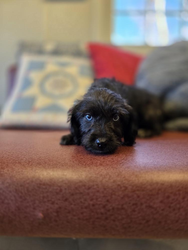 Enlarge Flower Doos : Molly (Tulip), a Adoptable mixed breed in Osgood, IN image 5/6