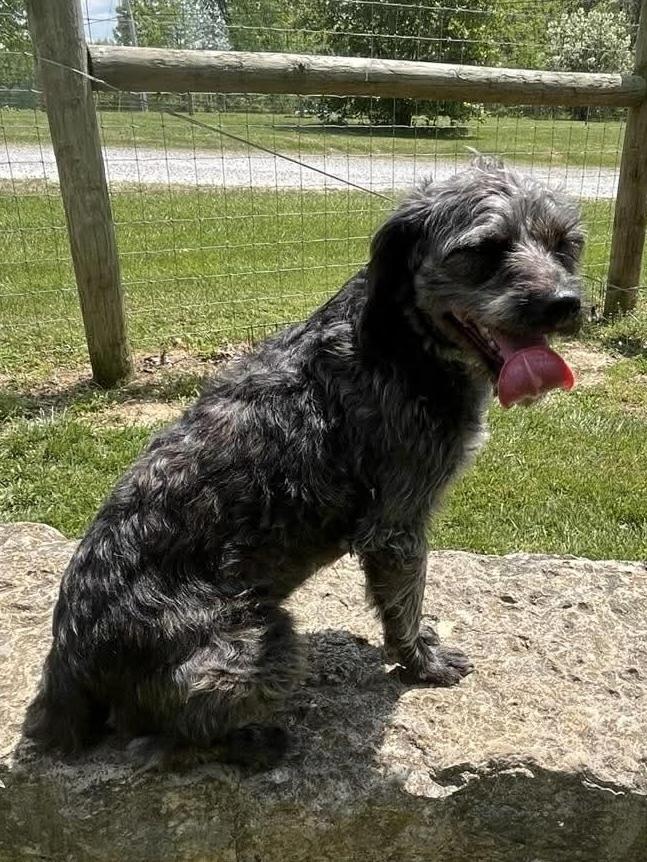 Enlarge Flower Doos : Molly (Tulip), a Adoptable mixed breed in Osgood, IN image 6/6