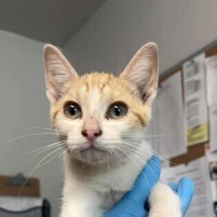 Flannel, Adoptable, Kitten Male Domestic Short Hair.