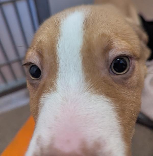 Grumpy, Adoptable, Puppy Male Pit Bull Terrier.