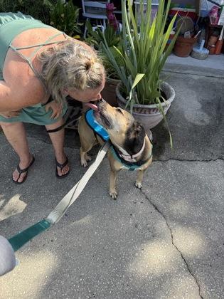 Silly Bandz - 1, Adoptable, Adult Female Shepherd & Mixed Breed.