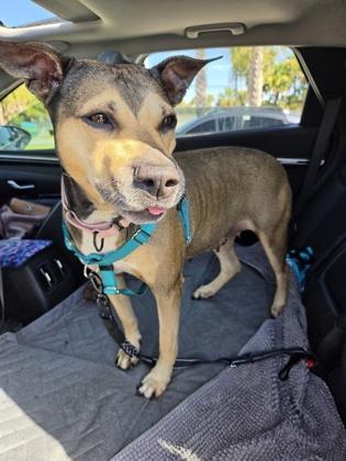 Enlarge Silly Bandz - 1, a Adoptable mixed breed in Daytona Beach, FL image 2/3