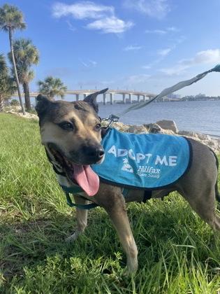 Enlarge Silly Bandz - 1, a Adoptable mixed breed in Daytona Beach, FL image 3/3
