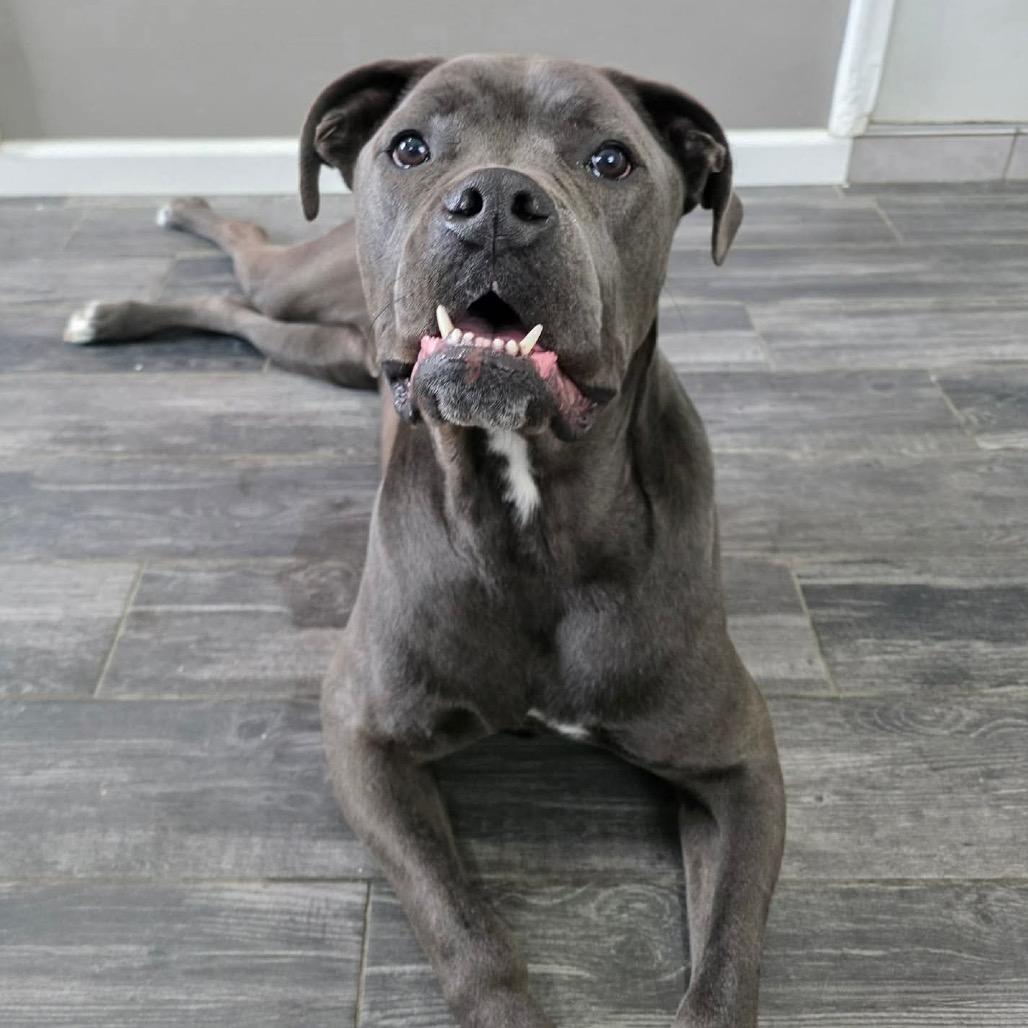 Sailor, Adoptable, Adult Male Cane Corso & Mixed Breed.