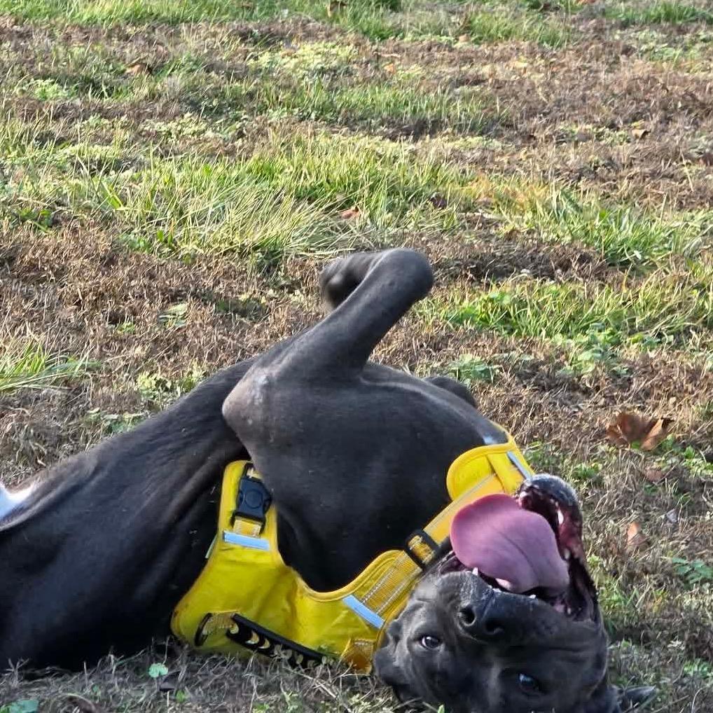 Enlarge Sailor, a Adoptable mixed breed in Jackson, MO image 2/6