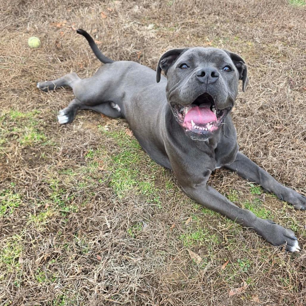 Enlarge Sailor, a Adoptable mixed breed in Jackson, MO image 3/6