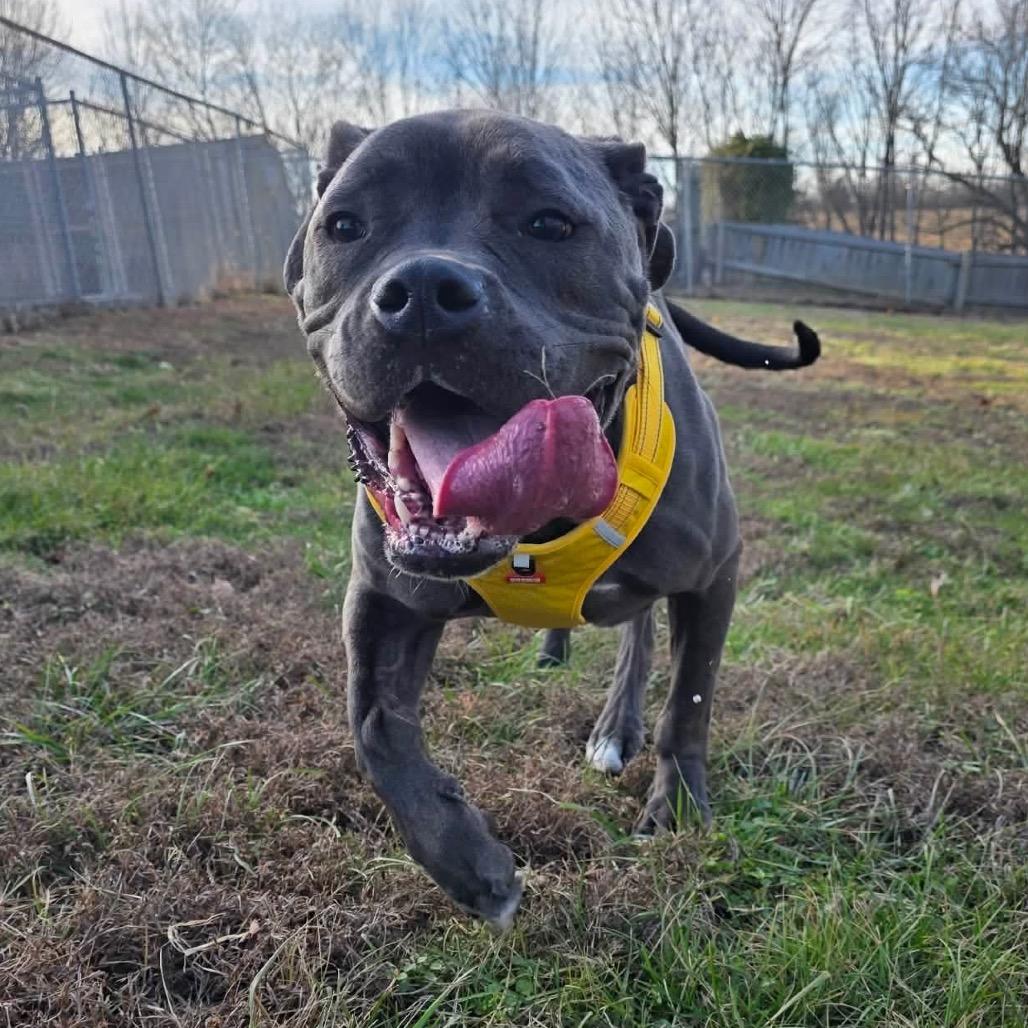 Enlarge Sailor, a Adoptable mixed breed in Jackson, MO image 4/6