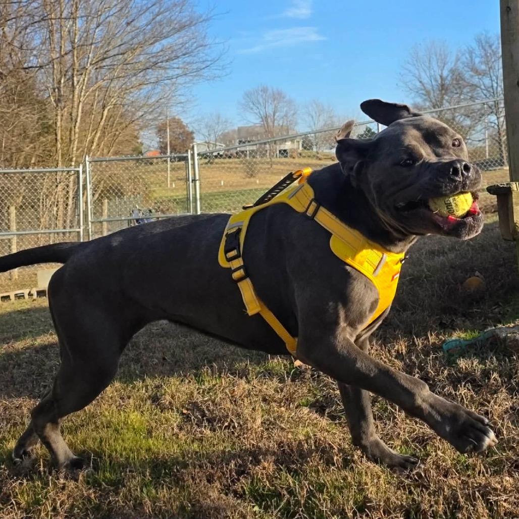 Enlarge Sailor, a Adoptable mixed breed in Jackson, MO image 5/6