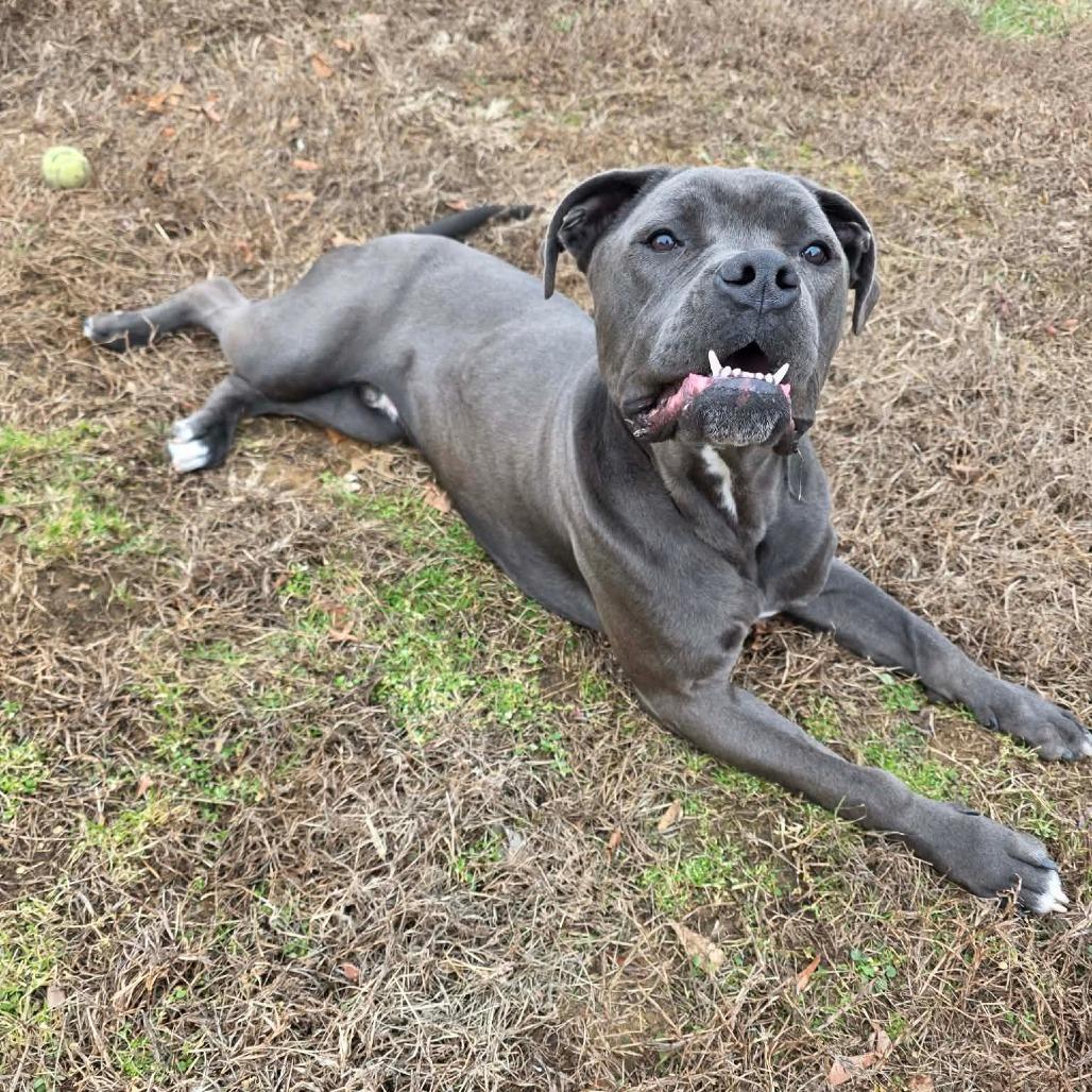 Enlarge Sailor, a Adoptable mixed breed in Jackson, MO image 6/6