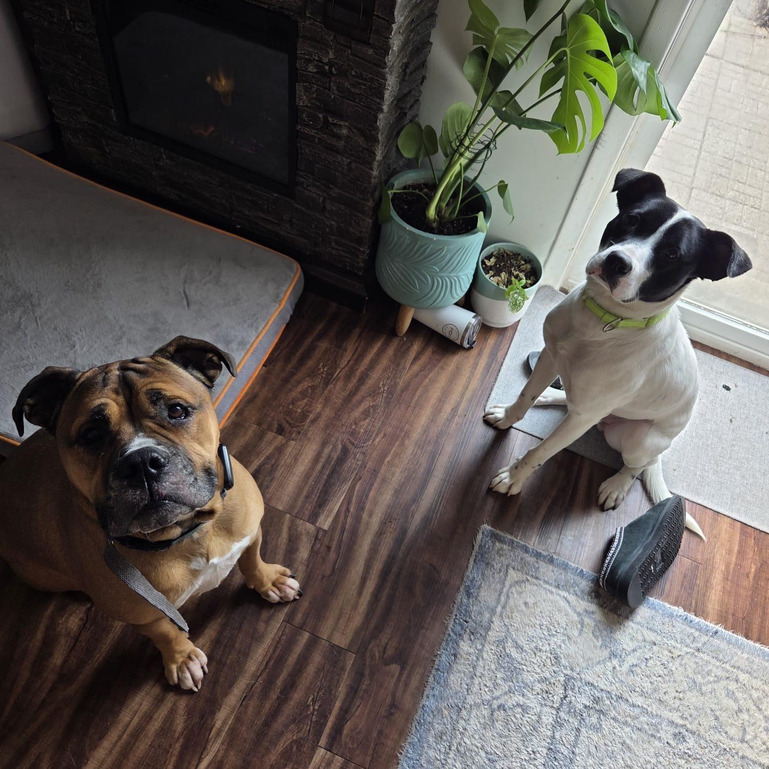 Enlarge Elso, a ADOPTABLE mixed breed in Woodstock, ON image 5/5