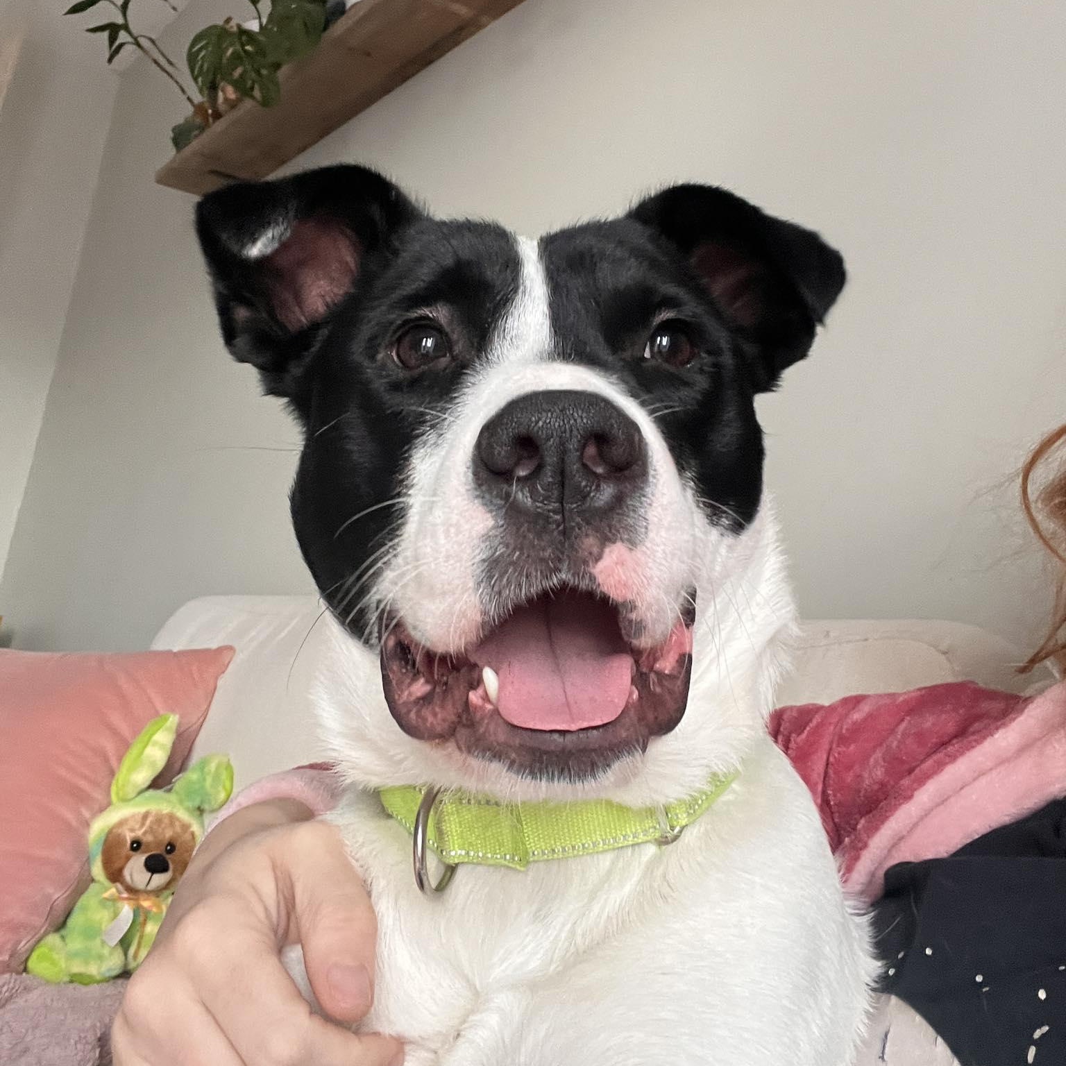 Enlarge Elso, a ADOPTABLE mixed breed in Woodstock, ON image 1/5