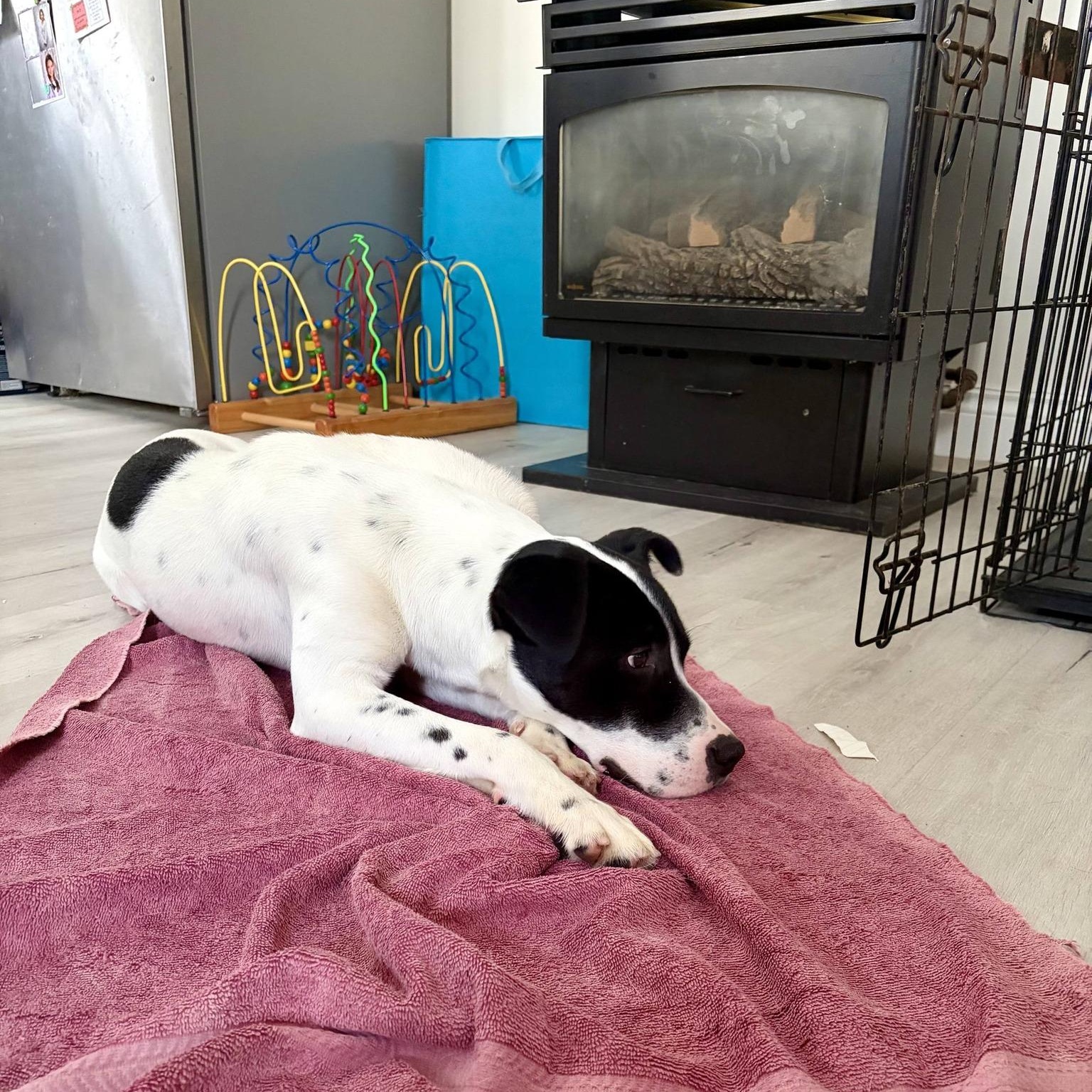 Enlarge Elso, a ADOPTABLE mixed breed in Woodstock, ON image 3/5