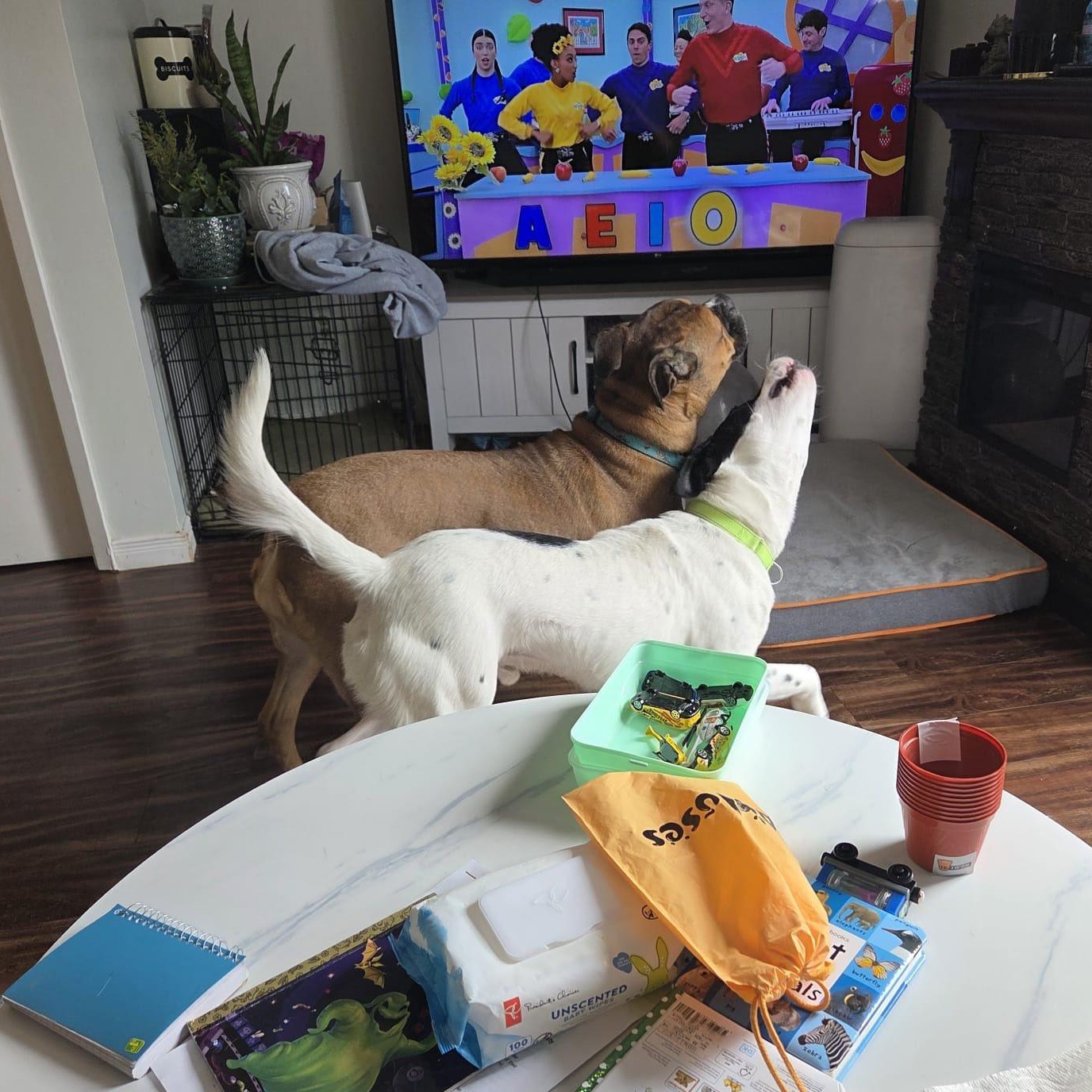 Enlarge Elso, a ADOPTABLE mixed breed in Woodstock, ON image 4/5