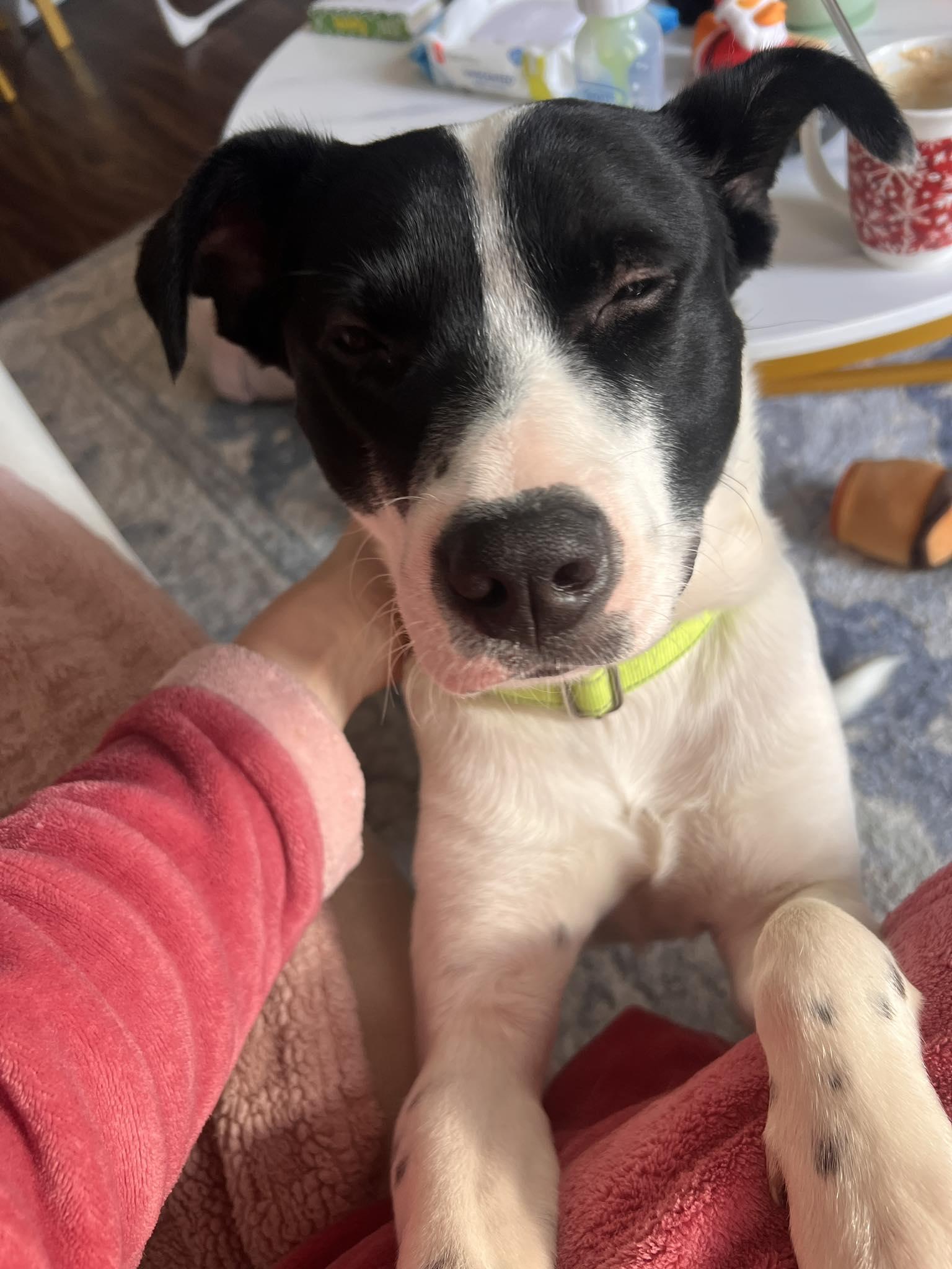 Enlarge Elso, a ADOPTABLE mixed breed in Woodstock, ON image 2/5