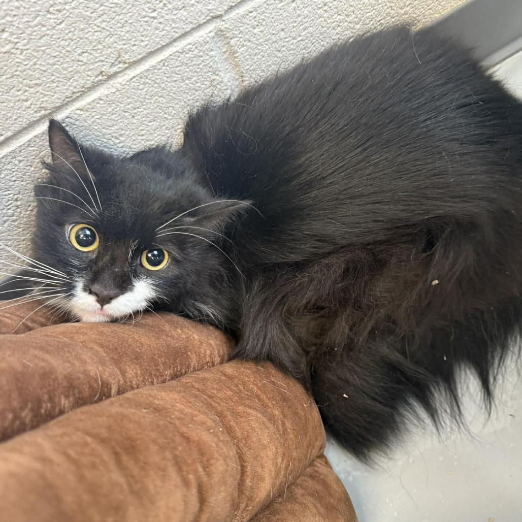 Enlarge Emmitt, a Adoptable Domestic Long Hair in Rocky Mount, VA image 2/2