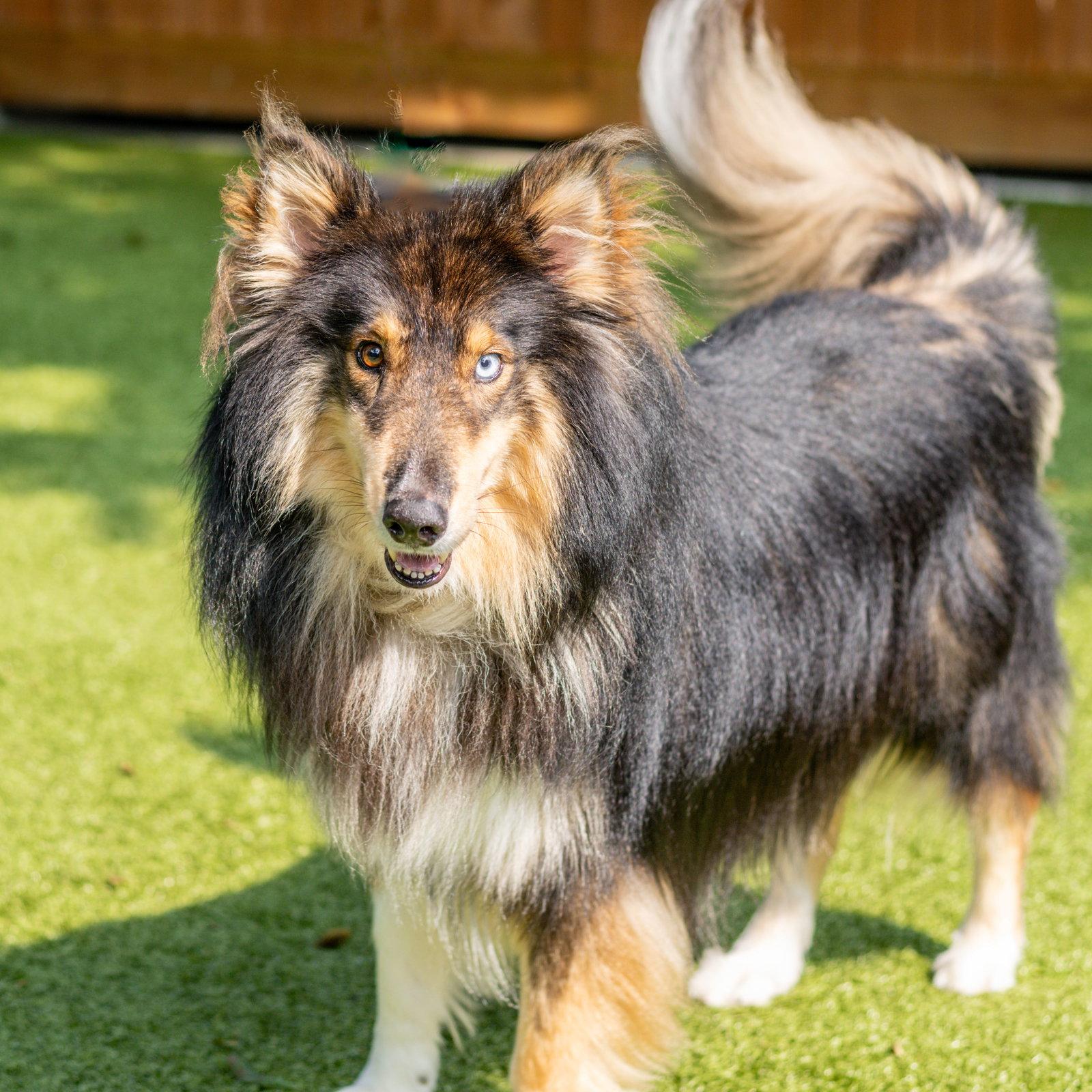 Nikolai, Adoptable, Adult Male Collie.