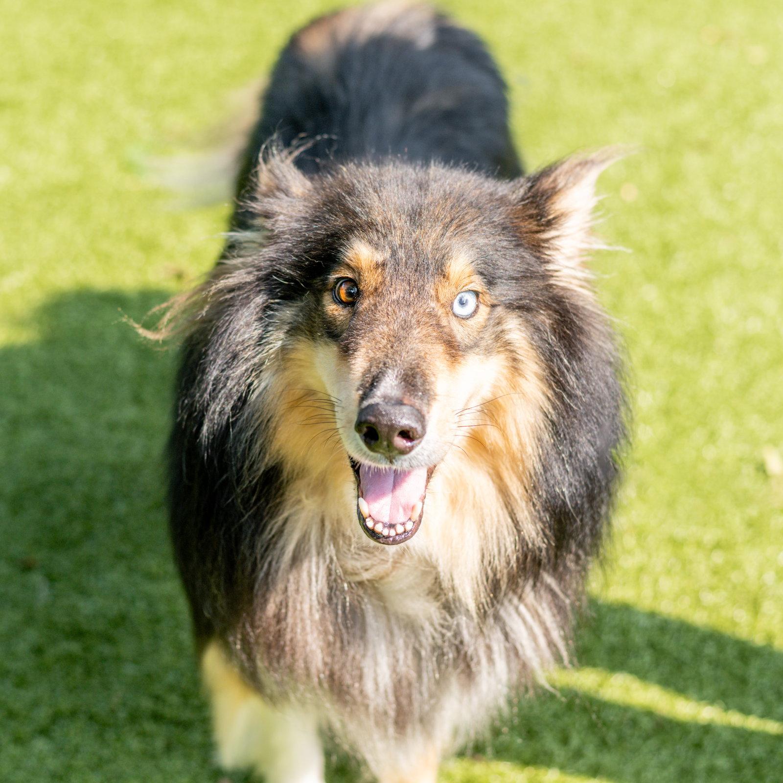 Enlarge Nikolai, a Adoptable Collie in Hilton Head Island, SC image 2/3