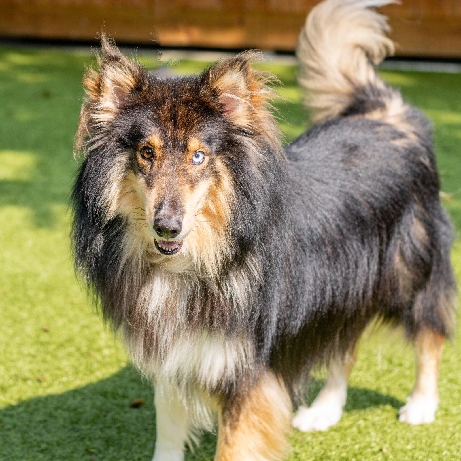 Enlarge Nikolai, a Adoptable Collie in Hilton Head Island, SC image 3/3