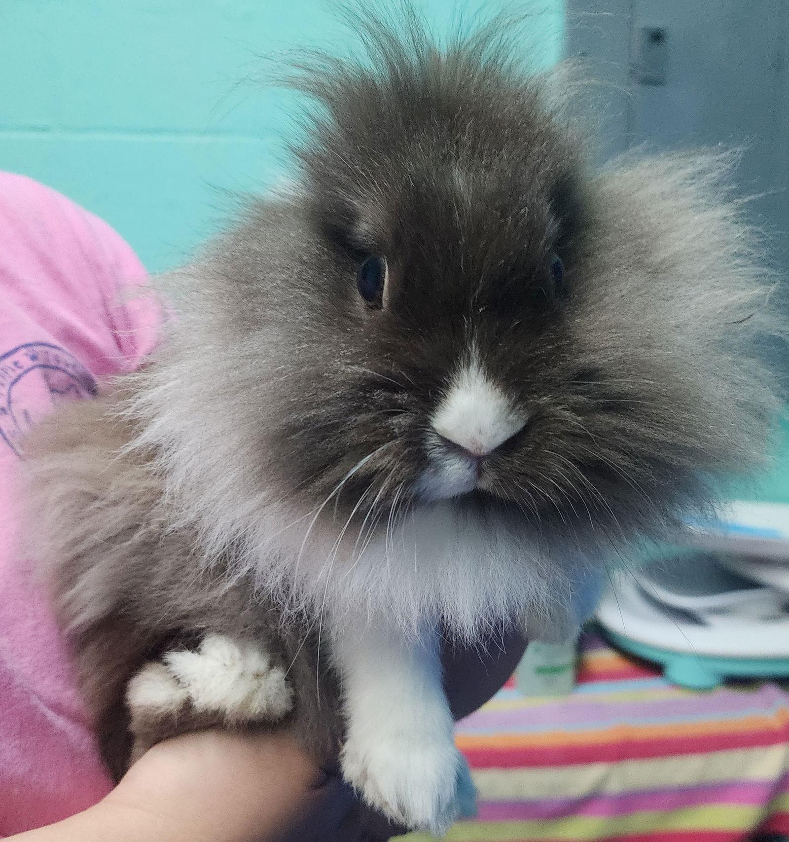 Enlarge 260165 Biscoff & Cookie, a Adopted Lionhead in Wetumpka, AL image 1/3