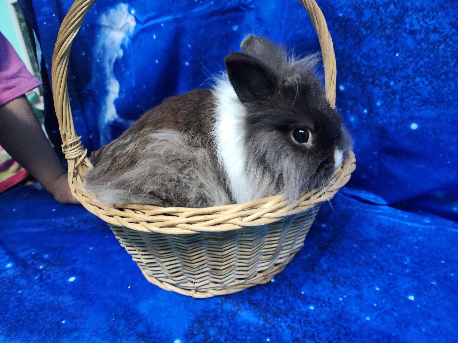 Enlarge 260165 Biscoff & Cookie, a Adopted Lionhead in Wetumpka, AL image 2/3