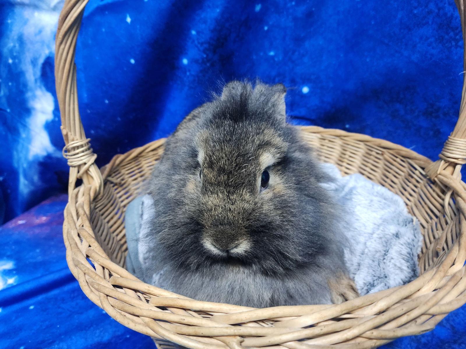 Enlarge 260165 Biscoff & Cookie, a Adopted Lionhead in Wetumpka, AL image 3/3