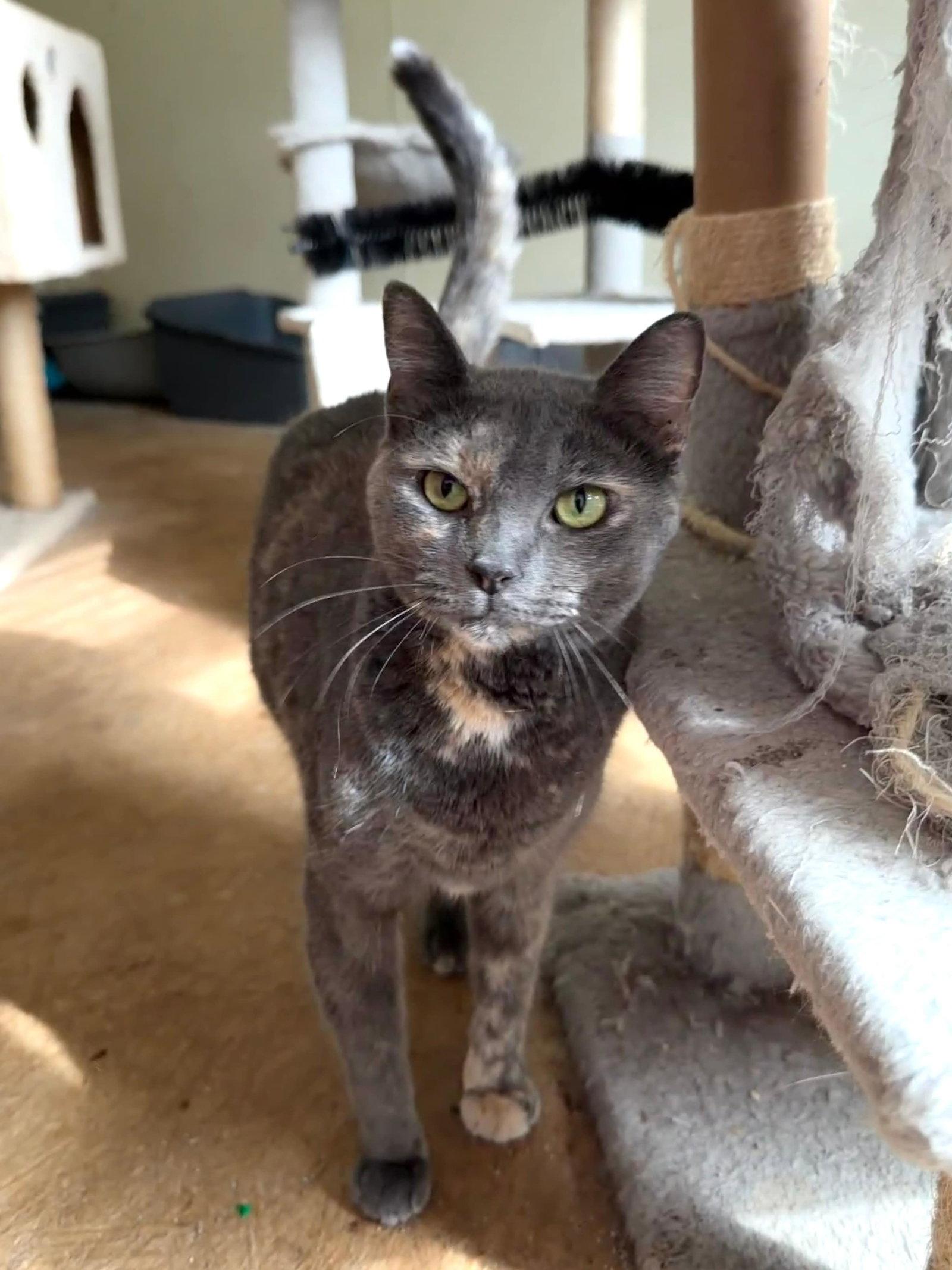 Enlarge Gracie, a Adoptable mixed breed in Attalla, AL image 1/3
