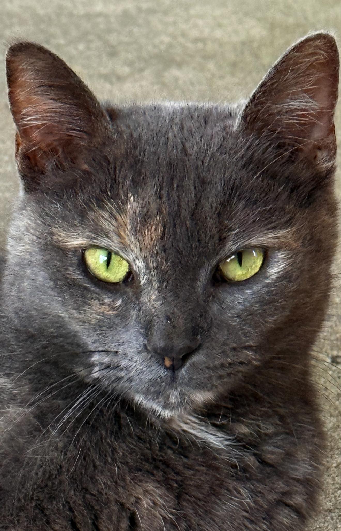 Enlarge Gracie, a Adoptable mixed breed in Attalla, AL image 2/3