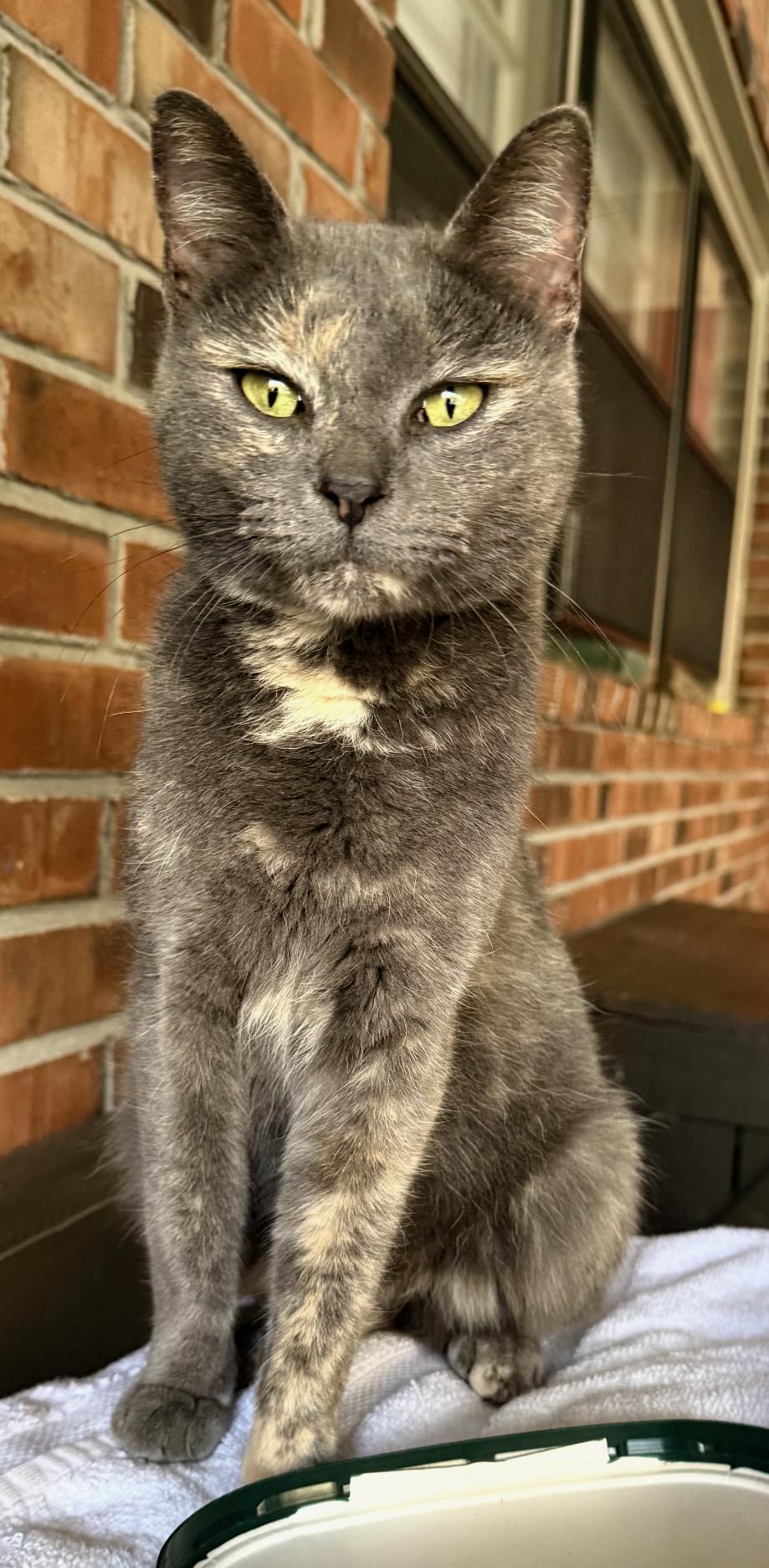 Enlarge Gracie, a Adoptable mixed breed in Attalla, AL image 3/3