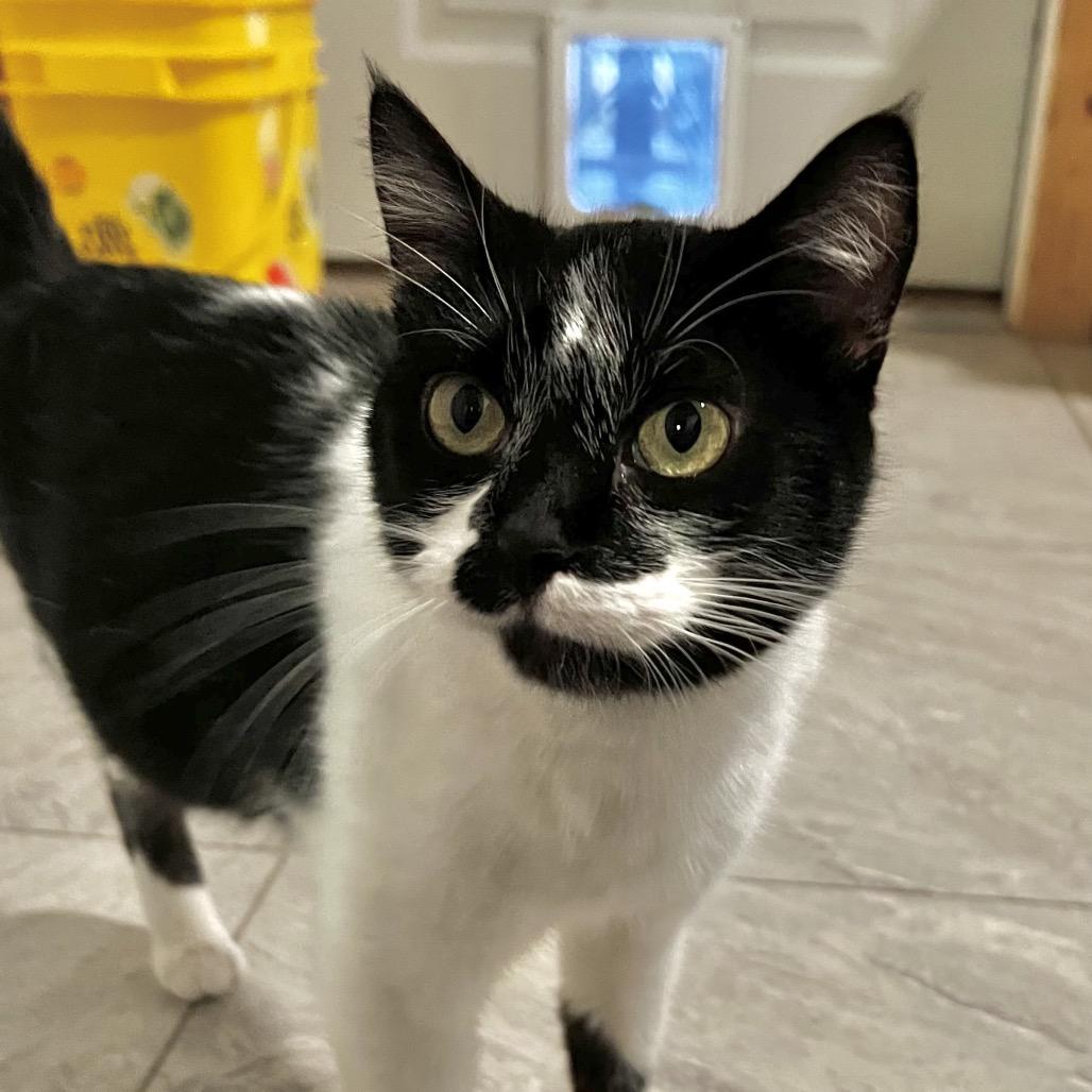 Enlarge Louella, a Adoptable Domestic Short Hair in Brighton, MO image 1/5