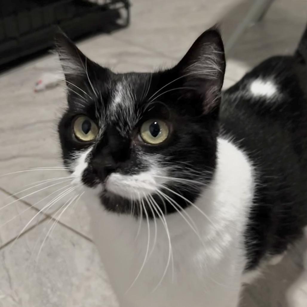 Enlarge Louella, a Adoptable Domestic Short Hair in Brighton, MO image 2/5