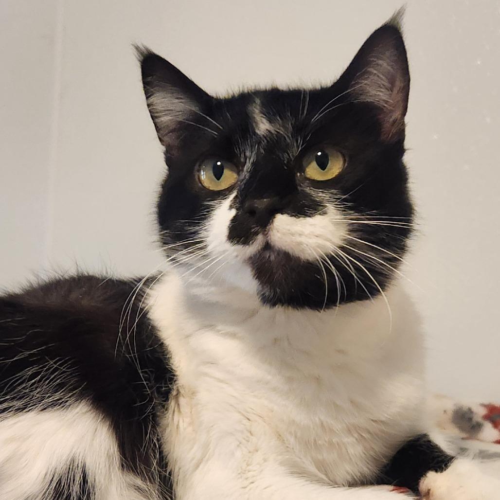 Enlarge Louella, a Adoptable Domestic Short Hair in Brighton, MO image 3/5