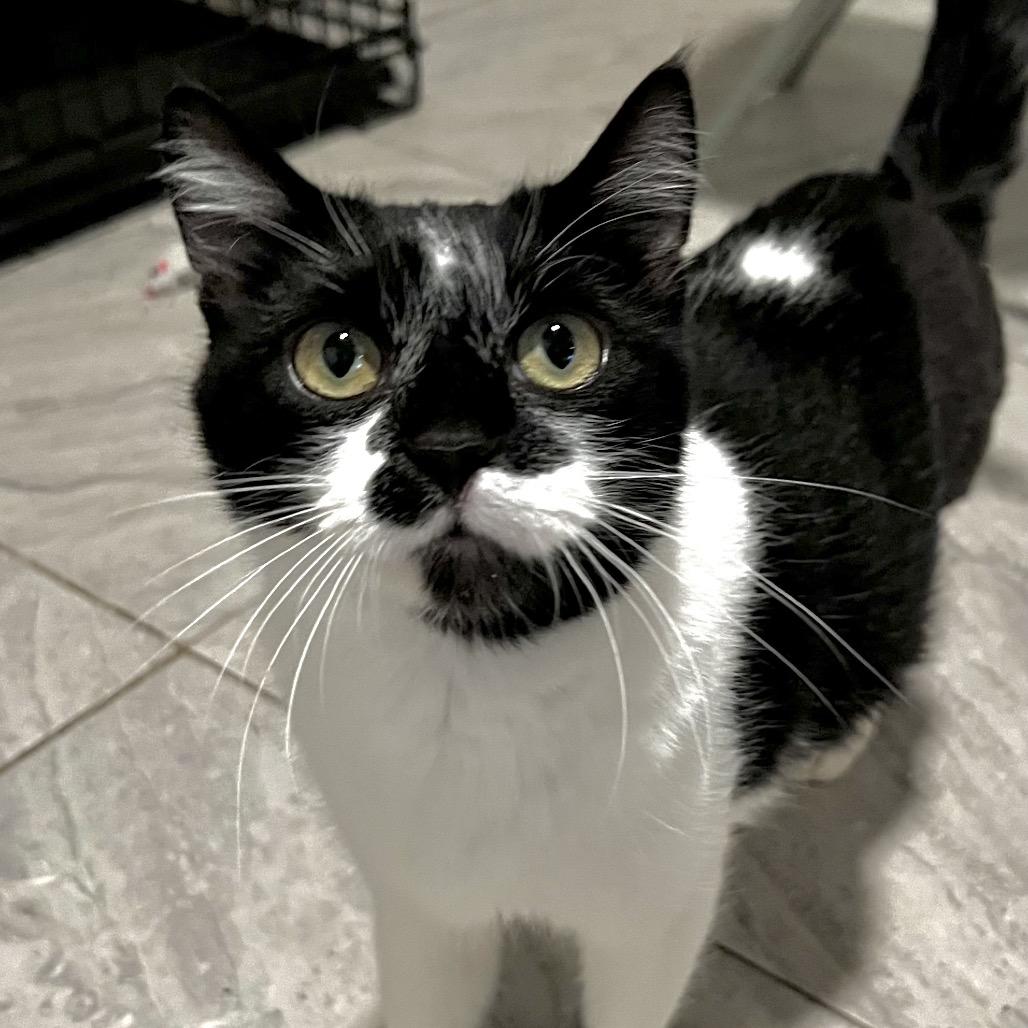 Enlarge Louella, a Adoptable Domestic Short Hair in Brighton, MO image 4/5