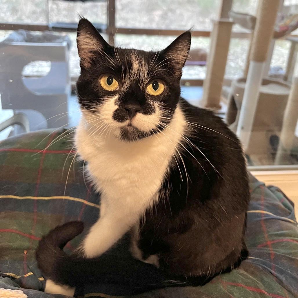 Enlarge Louella, a Adoptable Domestic Short Hair in Brighton, MO image 5/5