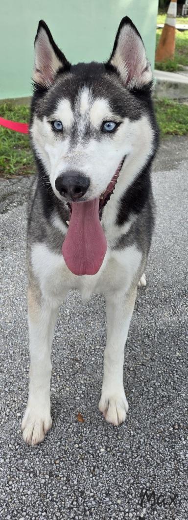 Max