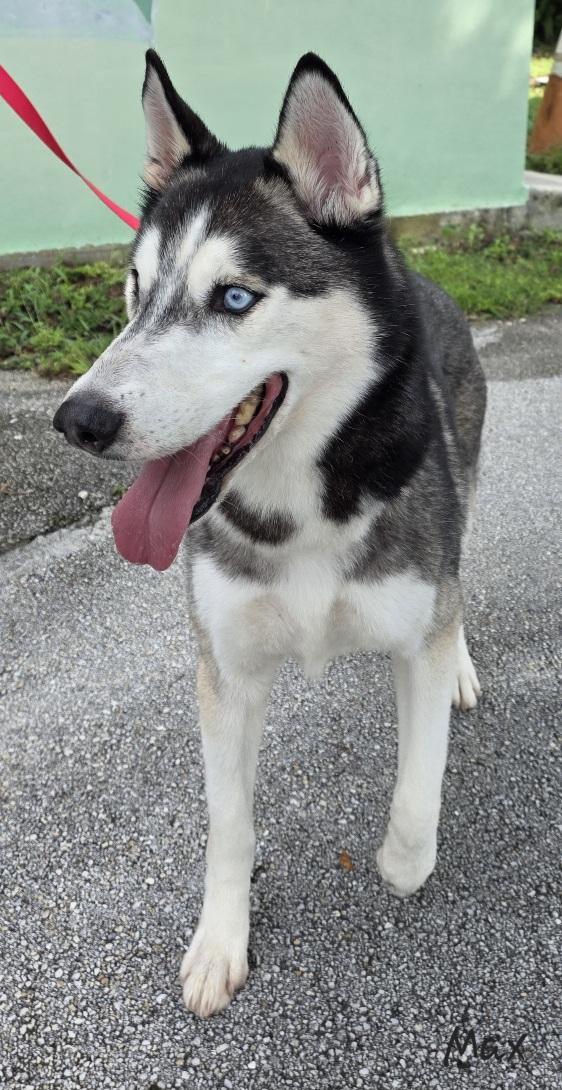 Max