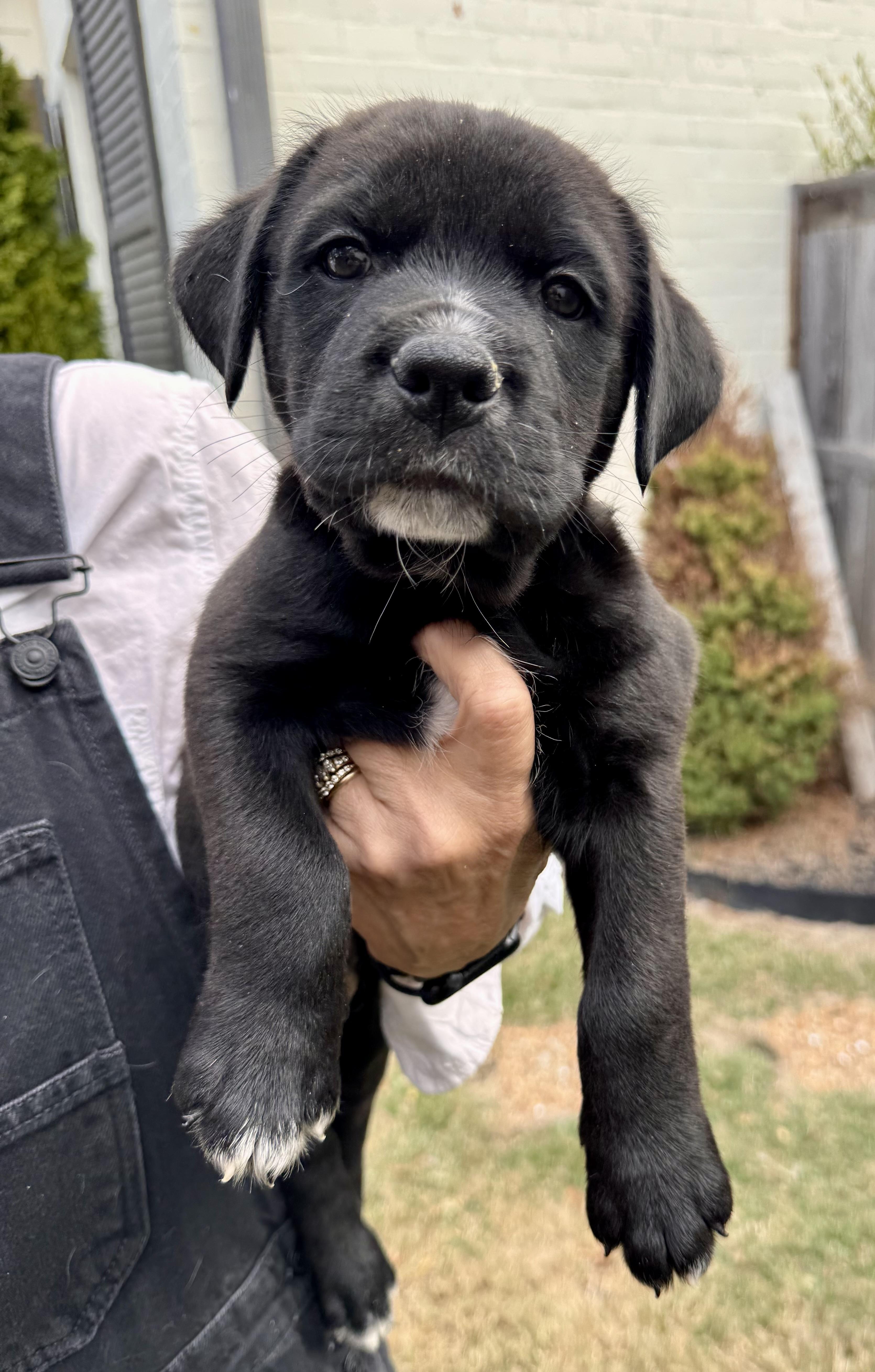 Zip, Adoptable, Puppy Male Labrador Retriever.