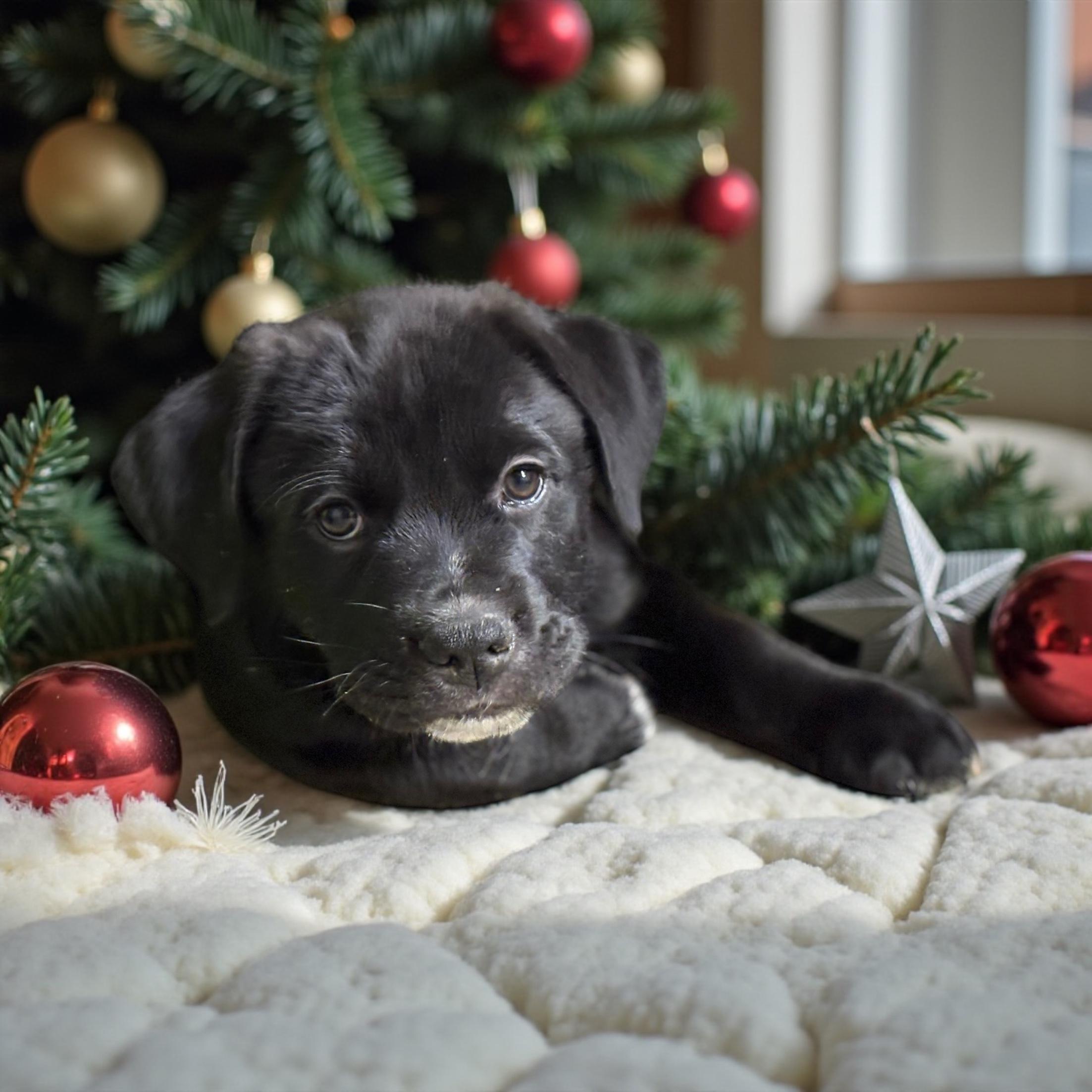 Zip, a Adoptable Labrador Retriever in Hatfield, PA image 2/4